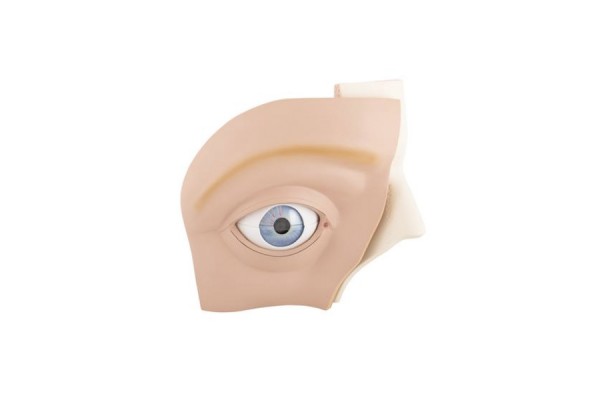 model oka ludzkiego, 5 razy większy, 12 części, jasna skóra - 3b smart anatomy - 1001264 [vj500a] 3b scientific modele anatomiczne 2